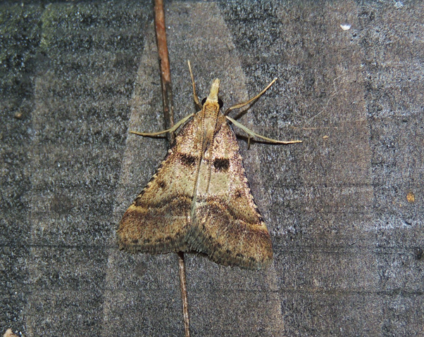 Stemmatophora brunnealis Pyralidae